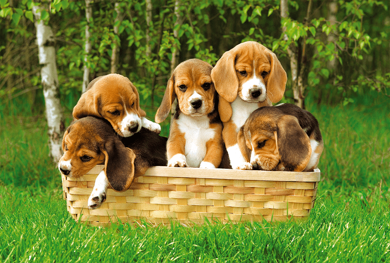 Beagle Puppies, 60 brikker - Nordisk Spil