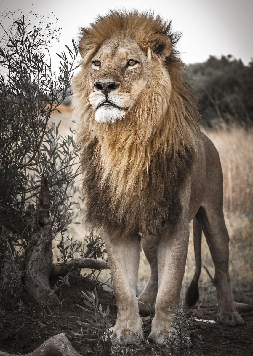 Proud lion - 500 Brikker - Nordisk Spil