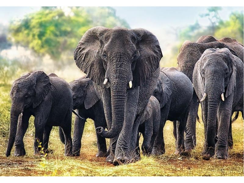 African Elephants - 1000 brikker