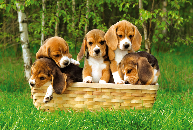 Beagle Puppies, 60 brikker