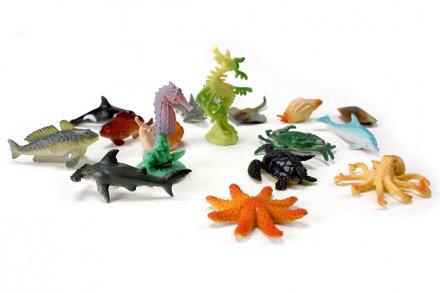 Coral Reef