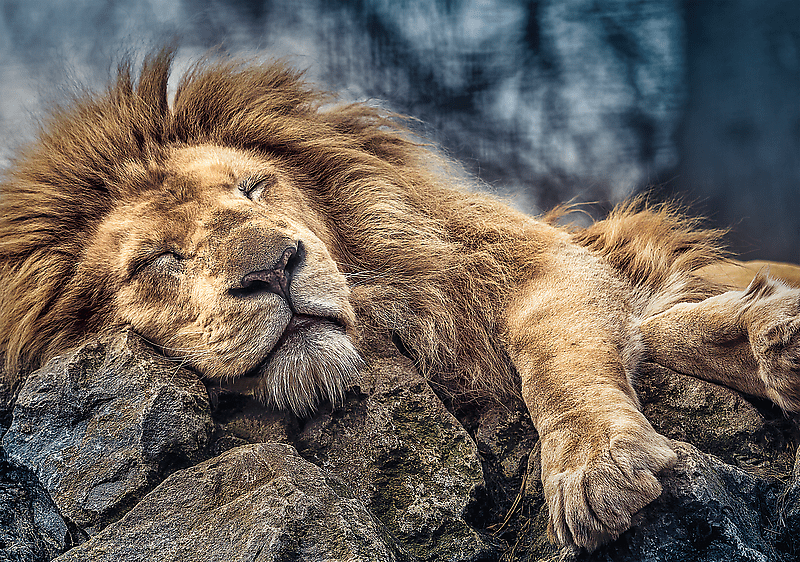 Sleeping Lion - 1000 brikker - Nordisk Spil