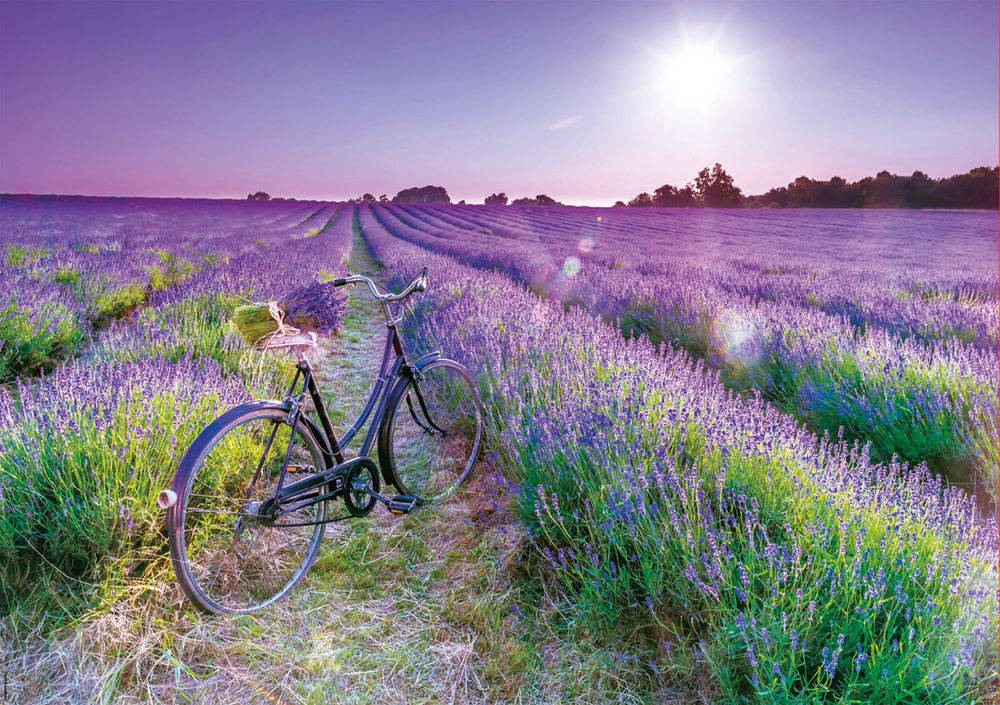 Cykel på lavendelmark - 1000 brikker